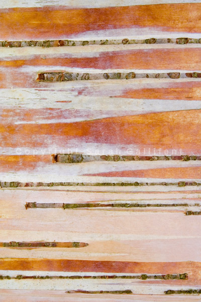 Silver Birch Bark
Betula papyrifera