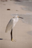 Little Egret