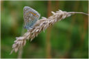 Common Blue (Polyommatus icarus)