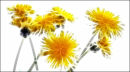Dandelion Impressionism