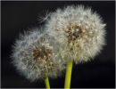 Dandelion's
