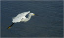 Egret (coming into land)