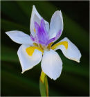 Fairy Iris