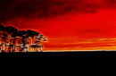Flame trees of Thika