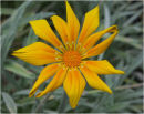 Gazania Bicton Orange