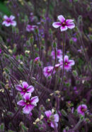 Geranium Maculatum