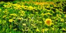 Dandelion 
(Taraxacum officinale)