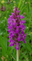 Marsh Orchid