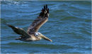 Pelican - The flyby