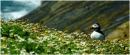 Portrait of a Puffin