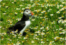 Puffin with Sand Eels