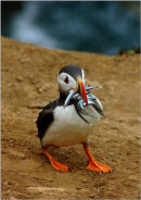 Puffin - Fratercula Arctica