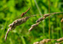 Brown Hawker 