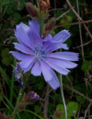 Chicory (Chichorium Intybus)