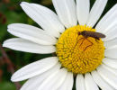 Empis Tesselata on Daisy