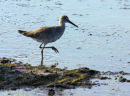 Sandpiper on the prowl