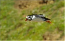 Soaring Puffin
