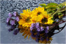Sunflowers & Lacy Phacelia