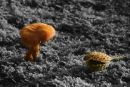 Magic Mushroom