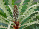 Banksia