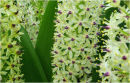 eucomis pallidiflora