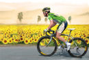 Cavendish in Green and Yellow