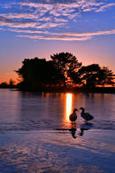 Ducks on Ice
