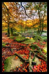 Autumn Roots