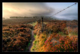 Cobwebs, Mist and Heather