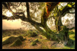 Tree in the Mist