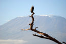 Af100 Kilimanjaro Vulture