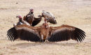 Af102 Vulture