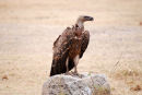 Af103 Kenyan Vulture