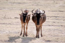 Af105 Wildebeest