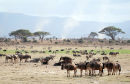 Af106 Herd
