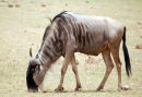 Af107 Grazing Wildebeest