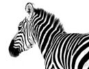 Af112 Zebra Art