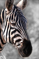 Af114 Zebra Portrait