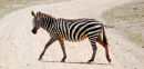 Af124 Zebra Crossing
