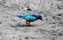 Af125 Bluebird
