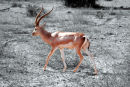 Af126 Antelope