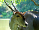 Af129 Eland