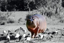Af131 Hippo