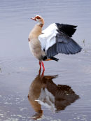 Af16 Egyptian Goose