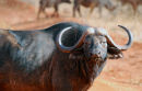 Af21 Buffalo 2
