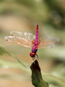 Af23 Dragonfly