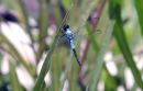 Af24 Blue Dragonfly 