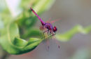 Af25 Red Dragon