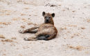 Af26 Hyena