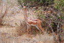 Af32 Gerenuk